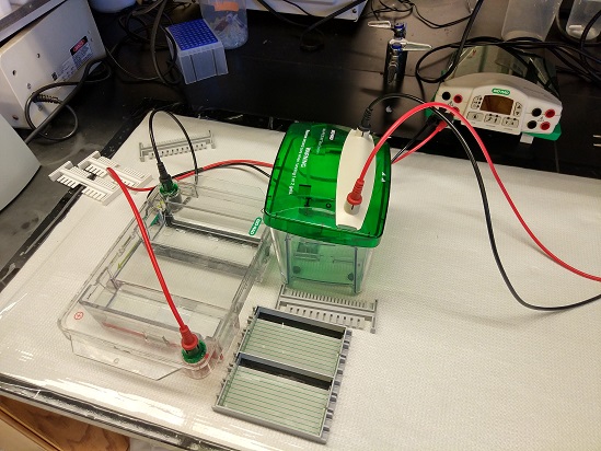 zhang_protein_na_electrophoresis